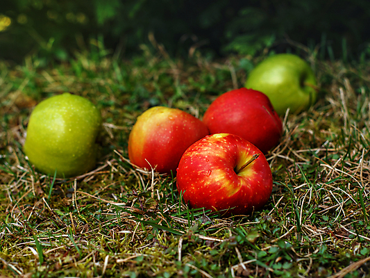 포토 JPG 해외이미지 모양 계절 음식 농업 다이어트 과일 자연 건강 잔디 사람없음 야외 빨간색 초록색 농작물 정원 수확 신선 달콤 사과 수집 피부 유기농 원예 내추럴 밭일 숙성 해외포토 식물 웰빙 산업 컬러 취미 신체부위 맛 생태계 파일형식 이미지허브
