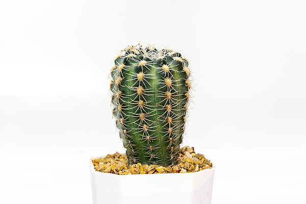 포토 JPG 해외이미지 화분 선인장 사람없음 초록색 흙 해외포토 식물 컬러 파일형식 이미지허브