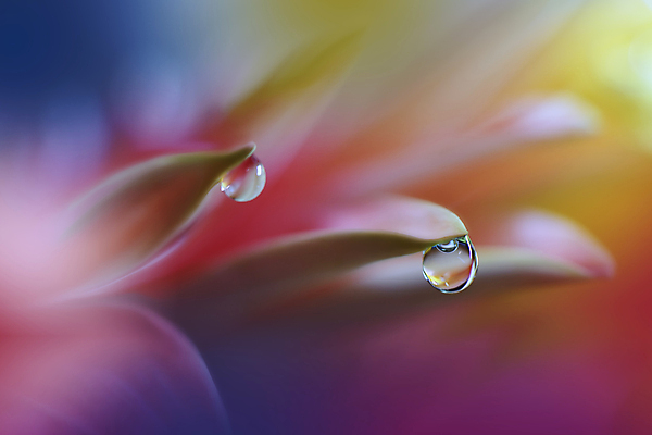 포토 JPG 해외이미지 식물 디자인 배너 꽃 백그라운드 꽃무늬 자연 벽지 추상 휴가 새로움 기념 사랑 미술 사람없음 장식 컬러풀 뷰티 봄 덮개 벚꽃 축하 인사 신용카드 메뉴 데이지 캔버스 초대 파스텔톤 해외포토 계절 감정 컬러 컨셉 무늬 문화예술 금융 뚜껑 예절 생태계 파일형식 이미지허브