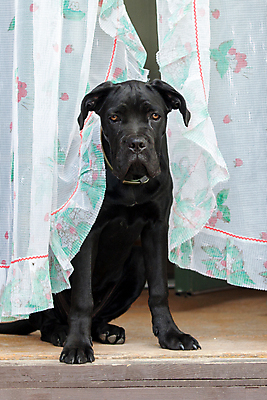 포토 JPG 해외이미지 1 응시 백그라운드 포유류 자연 지팡이 사람없음 여름 반려동물 검은색 이탈리아 개 큼 송곳니 내추럴 기르기 유래 해외포토 동물 시선 계절 유럽 컬러 치아 크기 생태계 돌봄 파일형식 이미지허브