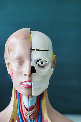 포토 JPG 해외이미지 교육 과학 해부 골격 사람없음 약 생물학 해골모형 해외포토 의학 모형 파일형식 이미지허브