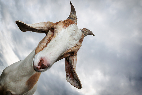 포토 JPG 해외이미지 동물 1 여자 얼굴 농업 포유류 자연 하늘 염소 사람없음 야외 파란색 반려동물 농장 갈색 머리 가축 우유 시골 찡그림 큼 코 귀 천국 기르기 해외포토 산업 컬러 유제품 표정 사람 신체부위 크기 생태계 돌봄 파일형식 이미지허브