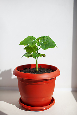 포토 JPG 해외이미지 식물 잎 오이 사람없음 농작물 흙 원예 모종 해외포토 농업 채소 취미 파일형식 이미지허브