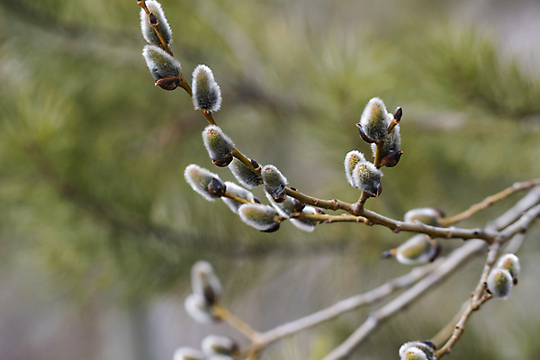 포토 JPG 해외이미지 나무 자연 사람없음 새싹 봄 개화 버드나무 해외포토 식물 계절 꽃 생태계 파일형식 이미지허브