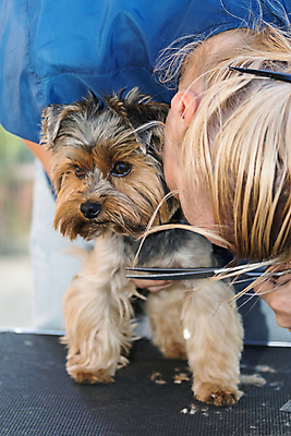 포토 JPG 해외이미지 여자 실내 숙이기 한명 들기 상반신 성인 앞모습 반려동물 잡기 개 자르기 요크셔테리어 돌봄 미용가위 애견미용 성인여자한명만 해외포토 동물 1 뷰포인트 포즈 포유류 모션 가위_도구 사람 내부 뷰티 미용용품 테리어 여자한명만 성인여자만 파일형식 이미지허브