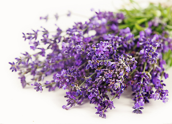 포토 JPG 해외이미지 꽃 실내 사람없음 아웃포커스 보라색 라벤더 해외포토 식물 컬러 촬영기법 내부 허브 파일형식 이미지허브