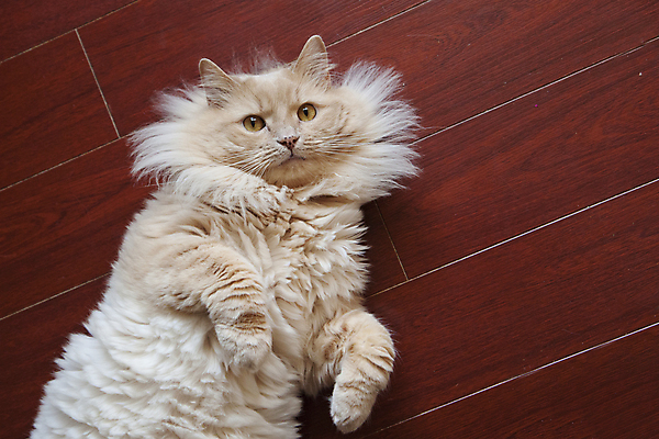 포토 JPG 해외이미지 동물 1 응시 행복 얼굴 포즈 오렌지 장난 포유류 발 자연 놀이 휴식 바닥 주택 털 사람없음 목재 반려동물 고양이 모피 부드러움 솜털 해외포토 나무 시선 감정 컨셉 과일 재료 건물 신체부위 감각 생태계 파일형식 이미지허브