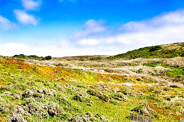 포토 JPG 해외이미지 식물 하늘 사람없음 언덕 해외포토 파일형식 이미지허브
