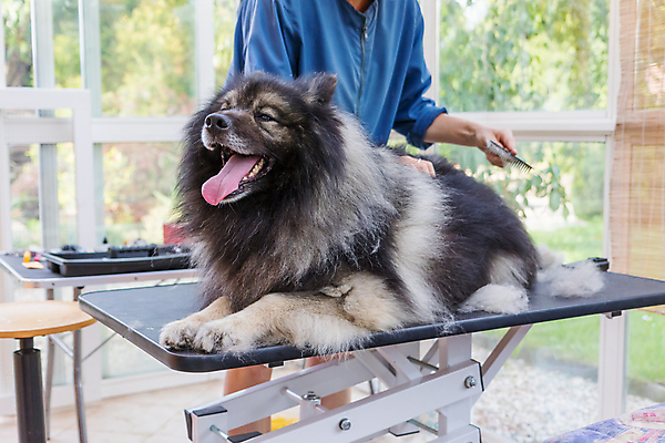 포토 JPG 해외이미지 여자 실내 한명 들기 상반신 앞모습 반려동물 잡기 개 돌봄 애견미용 애견빗 성인여자한명만 해외포토 동물 1 뷰포인트 포유류 모션 사람 내부 뷰티 애견용품 여자한명만 성인여자만 파일형식 이미지허브