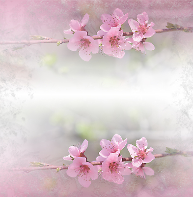 포토 JPG 해외이미지 나무 식물 디자인 배너 꽃 결혼 백그라운드 꽃무늬 자연 벽지 추상 휴가 기념 사랑 미술 사람없음 장식 뷰티 봄 덮개 벚꽃 축하 인사 신용카드 편지 메뉴 엽서 캔버스 초대 파스텔톤 해외포토 계절 감정 컬러 컨셉 무늬 문화예술 이벤트 금융 뚜껑 예절 생태계 파일형식 이미지허브