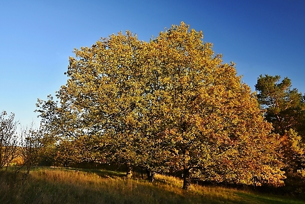 포토 JPG 해외이미지 나무 식물 계절 공원 여행 백그라운드 잎 겨울 밭 오렌지 자연 벽지 하늘 날씨 프레임 사람없음 목재 빨간색 초록색 컬러풀 햇빛 태양 뷰티 갈색 노란색 환경 맑음 봄 새벽 시골 신선 황금 숲 보케 고립 해외포토 자연요소 공공시설 컬러 농업 과일 재료 생태계 파일형식 이미지허브