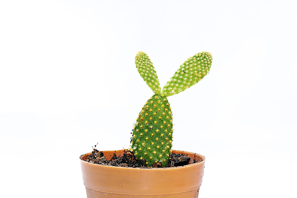 포토 JPG 해외이미지 화분 선인장 사람없음 초록색 흙 해외포토 식물 컬러 파일형식 이미지허브