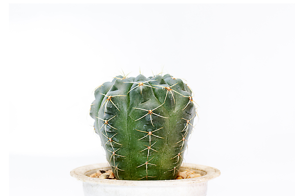 포토 JPG 해외이미지 화분 선인장 사람없음 초록색 흙 해외포토 식물 컬러 파일형식 이미지허브