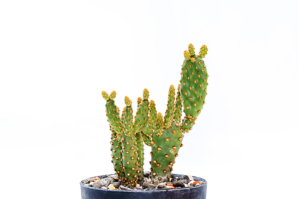 포토 JPG 해외이미지 화분 선인장 사람없음 초록색 흙 해외포토 식물 컬러 파일형식 이미지허브