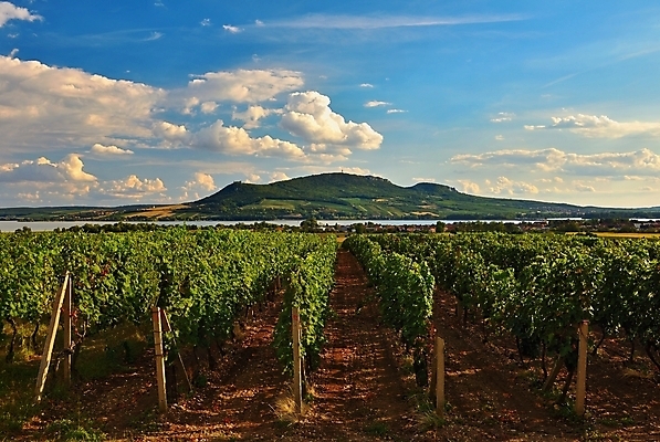 포토 JPG 해외이미지 계절 음식 백그라운드 잎 밭 농업 과일 자연 포도 건강 사람없음 빨간색 초록색 파란색 태양 농장 노란색 일출 와인 계곡 보라색 일몰 수확 성장 나뭇가지 시골 신선 맛 다발 포도밭 포도나무 체코 내추럴 숙성 양조장 해외포토 자연요소 나무 식물 유럽 산업 컬러 컨셉 주류 노을 과일나무 생태계 파일형식 이미지허브