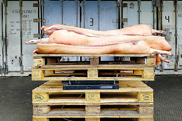 포토 JPG 해외이미지 저울 육류 돼지고기 한명 동양인 농장 시골 돼지 농부 해외포토 직업 1 농업 식재료 포유류 사람 인종 파일형식 이미지허브