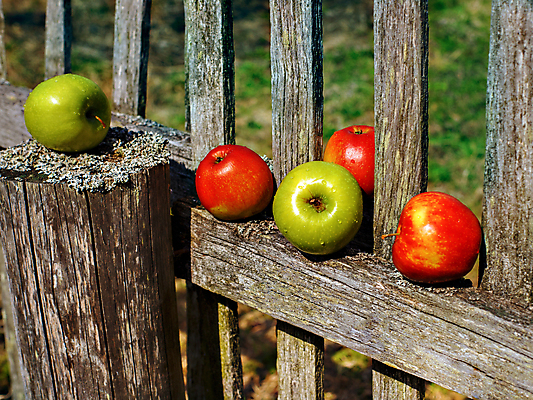 포토 JPG 해외이미지 모양 계절 음식 농업 다이어트 과일 자연 건강 잔디 사람없음 야외 목재 빨간색 초록색 농작물 울타리 정원 수확 신선 판넬 달콤 사과 수집 피부 유기농 원예 내추럴 거짓말 밭일 숙성 해외포토 나무 식물 웰빙 산업 컬러 재료 취미 신체부위 담장 맛 생태계 파일형식 이미지허브