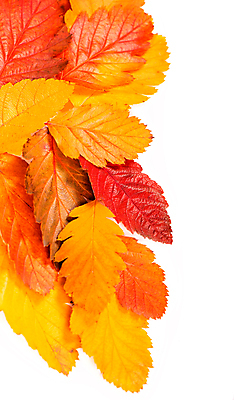 포토 JPG 해외이미지 단풍 낙엽 사람없음 오브젝트 해외포토 잎 파일형식 이미지허브