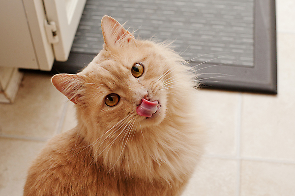 포토 JPG 해외이미지 동물 응시 백그라운드 오렌지 장난 포유류 털 앉기 사람없음 반려동물 고양이 막대기 핥기 혀 배고픔 호기심 솜털 주근깨 노려봄 거짓 해외포토 시선 감정 컨셉 과일 모션 표정 점 입 파일형식 이미지허브