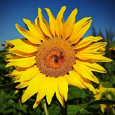 포토 JPG 해외이미지 주간 해바라기 사람없음 야외 해외포토 자연요소 꽃 파일형식 이미지허브