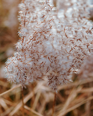 포토 JPG 해외이미지 밭 농업 사람없음 소프트포커스 해외포토 산업 촬영기법 파일형식 이미지허브