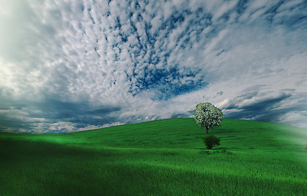 포토 JPG 해외이미지 나무 배너 여행 백그라운드 자연 하늘 미술 사람없음 야외 초록색 파란색 컬러풀 햇빛 뷰티 노란색 황혼 새벽 달력 분위기 황금 저녁 공상 천국 깊이 수평선 해외포토 자연요소 식물 컬러 컨셉 문화예술 태양 일몰 야간 생태계 파일형식 이미지허브