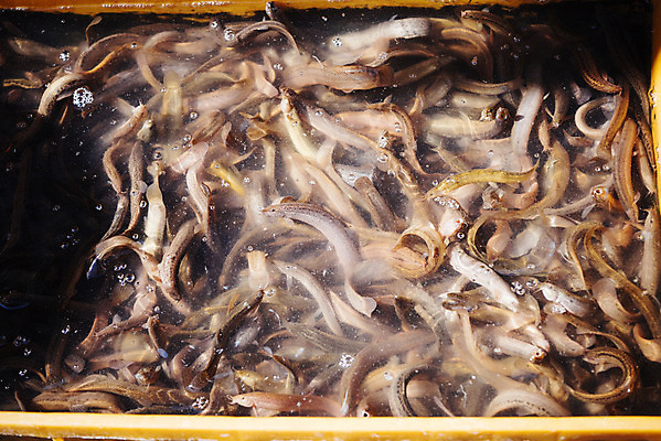 포토 JPG 주간 여러마리 한국 사람없음 야외 시장 남대문시장 미꾸라지 전통시장 국내포토 자연요소 전통 아시아 다수 파일형식