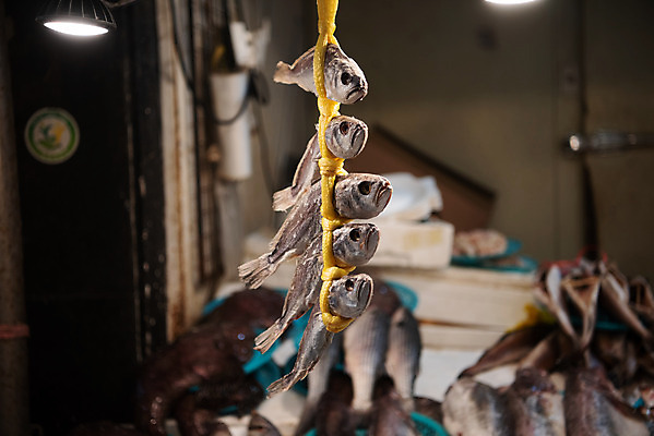 포토 JPG 주간 한국 매달리기 어류 사람없음 야외 아웃포커스 시장 묶기 해산물 재래시장 굴비 생선가게 전통시장 수원시장 못골시장 국내포토 자연요소 전통 아시아 모션 촬영기법 상점 수중동물 수원 파일형식