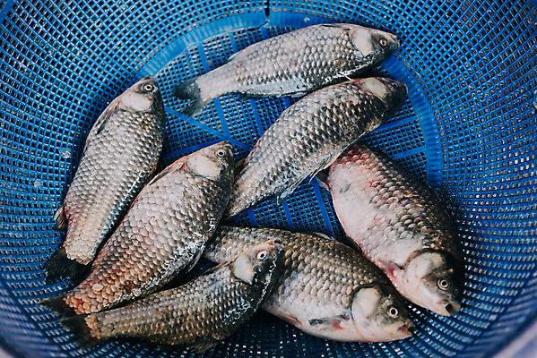 포토 JPG 주간 여러마리 한국 어류 사람없음 야외 바구니 시장 재래시장 수산시장 생선가게 전통시장 수원시장 못골시장 국내포토 자연요소 전통 아시아 다수 상점 수중동물 수원 파일형식