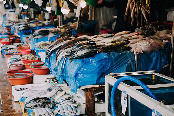 포토 JPG 주간 여러마리 한국 어류 사람없음 야외 시장 수족관 재래시장 수산시장 굴비 생선가게 전통시장 홍어 수원시장 못골시장 국내포토 자연요소 전통 아시아 다수 상점 수중동물 수원 파일형식