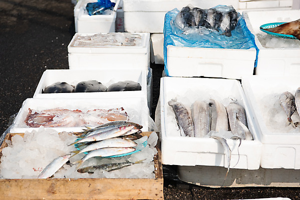 포토 JPG 주간 여러마리 한국 어류 사람없음 야외 얼음 시장 재래시장 수산시장 생선가게 전통시장 수원시장 못골시장 국내포토 자연요소 전통 아시아 다수 상점 수중동물 수원 파일형식