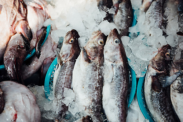 포토 JPG 주간 여러마리 한국 어류 사람없음 야외 얼음 시장 재래시장 수산시장 가판대 생선가게 전통시장 수원시장 못골시장 국내포토 자연요소 전통 아시아 다수 상점 수중동물 수원 파일형식