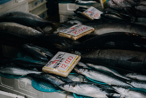 포토 JPG 주간 여러마리 한국 어류 사람없음 야외 바구니 시장 재래시장 수산시장 가판대 생선가게 전통시장 수원시장 못골시장 국내포토 자연요소 전통 아시아 다수 상점 수중동물 수원 파일형식