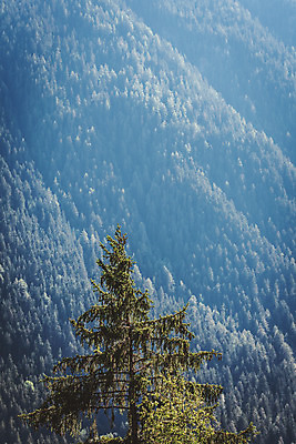 포토 JPG 주간 나무 해외풍경 유럽풍경 자연 산 풍경 사람없음 야외 소나무 숲 알프스 국내포토 자연요소 식물 해외 유럽 생태계 파일형식