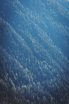 포토 JPG 주간 나무 해외풍경 유럽풍경 자연 산 풍경 사람없음 야외 소나무 숲 알프스 국내포토 자연요소 식물 해외 유럽 생태계 파일형식