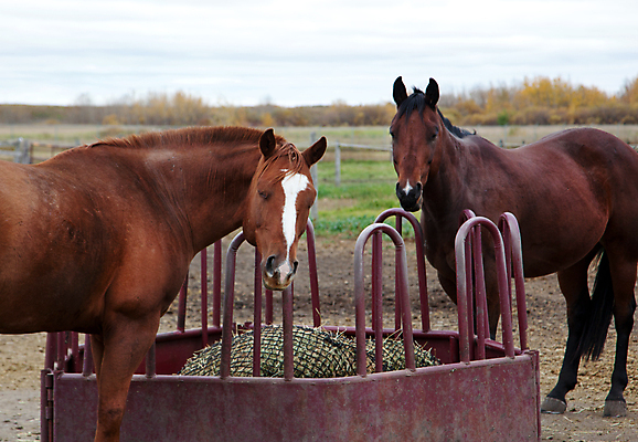 포토 JPG 해외이미지 동물 응시 음식 농업 포유류 사람없음 야외 펜 갈색 금속 가축 힘 줄무늬 흰색 시골 기다림 볏짚 먹기 철 배고픔 먼지 부드러움 진흙 갈기 흐림 망아지 외양간 방목장 앨버타 총구 해외포토 시선 산업 새끼 컬러 무늬 모션 재질 날씨 필기구 말_동물 감각 짚 파일형식 이미지허브