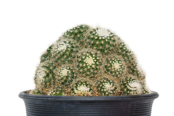 포토 JPG 해외이미지 화분 선인장 사람없음 초록색 흙 해외포토 식물 컬러 파일형식 이미지허브