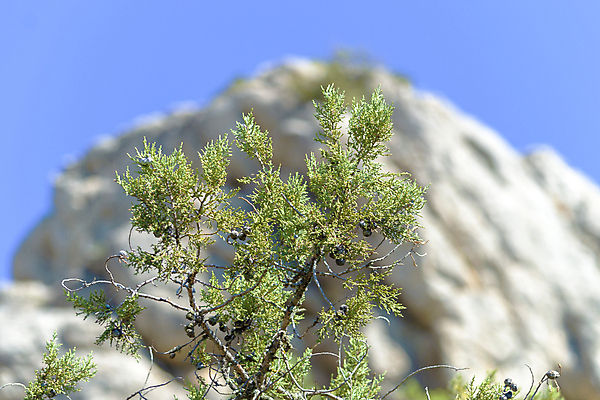 포토 JPG 해외이미지 나무 식물 계절 공원 열매 바다 백그라운드 잎 패턴 과일 자연 하늘 추상 건강 풍경 사람없음 야외 초록색 여름 파란색 환경 정원 봄 성장 나뭇가지 신선 숲 다발 원예 질감 상록수 반대 내추럴 삼나무 숙성 토닉 향나무 해외포토 공공시설 컬러 무늬 취미 생태계 파일형식 이미지허브