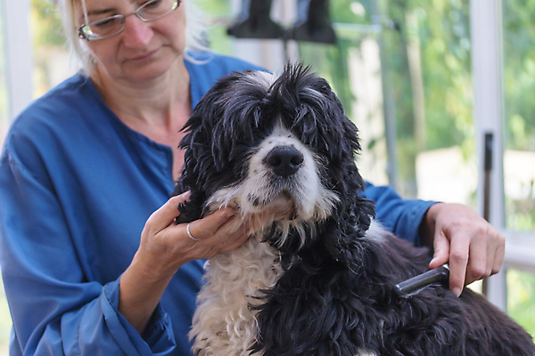 포토 JPG 해외이미지 동물 직업 손 응시 여자 백그라운드 포유류 털 한명 사람 앉기 반려동물 뷰티 머리 상점 장비 흰색 도구 머리빗 개 산등성이 몸단장 송곳니 기르기 다듬기 돌봄 복종 유래 해외포토 1 시선 컬러 모션 산 신체부위 미용용품 치아 파일형식 이미지허브