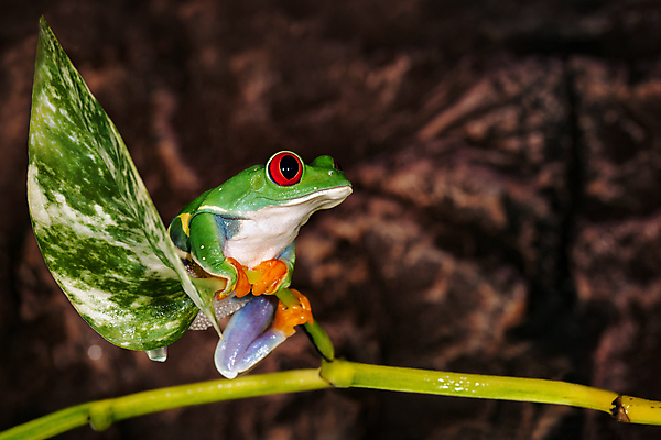 포토 JPG 해외이미지 나무 식물 동물 응시 야생동물 줄기 오렌지 손가락 자연 바닥 개구리 양서류 사람없음 빨간색 초록색 컬러풀 갈색 어둠 습기 닫기 야간 숲 열대우림 호기심 발가락 육식 돛대 어려움 이국적 파나마 해외포토 자연요소 손 시선 감정 컬러 컨셉 과일 모션 발 남아메리카 생태계 파일형식 이미지허브