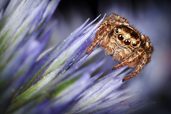 포토 JPG 해외이미지 동물 꽃 야생동물 곤충 백그라운드 절지류 자연 사람없음 초록색 여름 파란색 점프 닫기 벌레 육식동물 거미 기어가기 오싹 해외포토 식물 계절 컬러 모션 생태계 파일형식 이미지허브