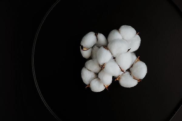 포토 JPG 해외이미지 검은배경 사람없음 면 오브젝트 유기농 부드러움 목화꽃 목화솜 해외포토 웰빙 꽃 백그라운드 검은색 감각 솜 파일형식 이미지허브