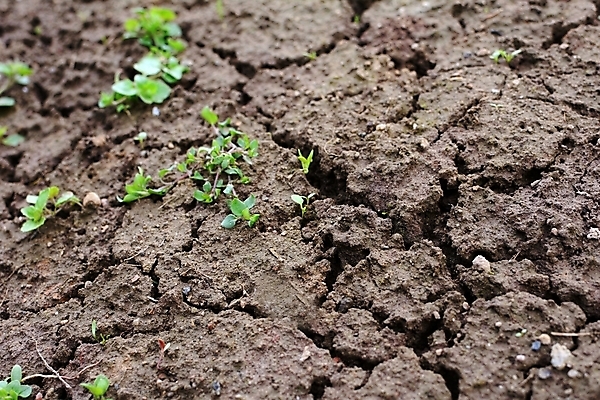 포토 JPG 해외이미지 식물 지구 백그라운드 잎 패턴 농업 자연 표면 날씨 추상 건조 사람없음 야외 초록색 갈색 환경 흙 손상 사막 성장 뜨거움 거친 균열 땅 유기농 질감 먼지 점토 진흙 가뭄 내추럴 그런지 깨짐 땅바닥 생태학 옛날 지질학 해외포토 웰빙 교육 산업 컬러 컨셉 무늬 모션 바닥 생태계 파일형식 이미지허브