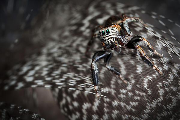 포토 JPG 해외이미지 동물 곤충 백그라운드 패턴 날개 자연 벽지 조류 추상 미술 사람없음 장식 뷰티 점프 검은색 회색 코트 흰색 우아함 닫기 벌레 깃털 묘사 질감 거미 부드러움 솜털 내추럴 해외포토 컬러 컨셉 무늬 모션 문화예술 외투 감각 생태계 파일형식 이미지허브