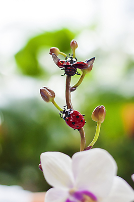포토 JPG 해외이미지 식물 디자인 야생동물 곤충 추상 사람없음 목재 그래픽 초록색 장난감 갈색 유행 환경 검은색 흰색 닫기 수집 딱정벌레 묘사 질감 무당벌레 옛날 핸드메이드 해외포토 나무 동물 컬러 무늬 재료 모션 파일형식 이미지허브