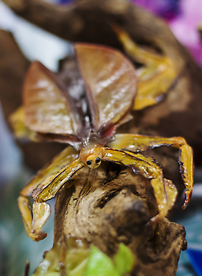 포토 JPG 해외이미지 식물 디자인 야생동물 곤충 추상 사람없음 목재 그래픽 초록색 장난감 갈색 유행 환경 검은색 흰색 닫기 수집 딱정벌레 묘사 질감 옛날 핸드메이드 해외포토 나무 동물 컬러 무늬 재료 모션 파일형식 이미지허브