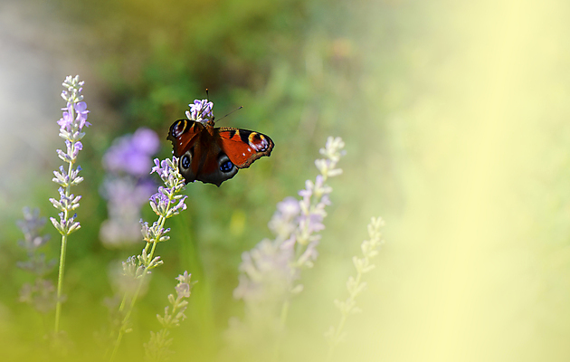 포토 JPG 해외이미지 디자인 배너 꽃 나비 백그라운드 컨셉 잎 꽃무늬 밭 자연 추상 사랑 사람없음 초록색 컬러풀 햇빛 뷰티 화목 침묵 놀람 봄 터치 신선 분위기 황금 고독 허브 보케 장면 라벤더 블러 파스텔톤 해외포토 식물 계절 감정 컬러 곤충 무늬 농업 표정 태양 소리 생태계 파일형식 이미지허브