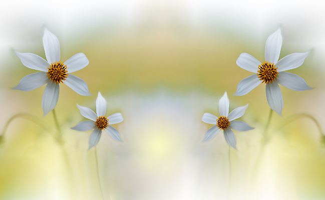 포토 JPG 해외이미지 식물 템플릿 디자인 꽃 종이 결혼 백그라운드 꽃무늬 패턴 일러스트 캘리그라피 결혼식 추상 기념 사랑 사람없음 그래픽 장식 웹 봄 수확 벚꽃 흰색 축하 인사 신용카드 우아함 소프트포커스 편지 질감 복고 보케 초대 엘리먼트 해외포토 계절 감정 컬러 컨셉 무늬 농업 인터넷 촬영기법 이벤트 금융 예절 파일형식 이미지허브