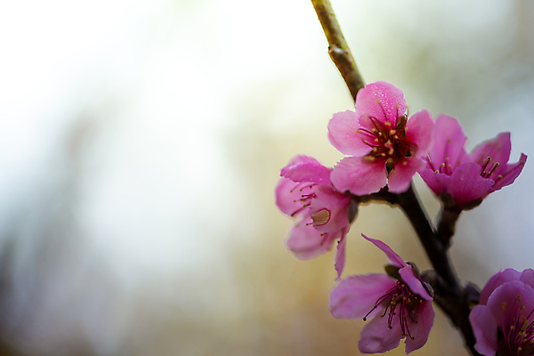 포토 JPG 해외이미지 나무 식물 계절 공원 꽃잎 꽃 도로 분홍색 여행 겨울 태국 자연 하늘 발렌타인데이 사랑 풍경 경사 사람없음 야외 목재 장식 파란색 컬러풀 정원 일본 봄 벚꽃 사찰 개화 체리 아치 장면 방법 해외포토 공공시설 감정 아시아 길 컬러 과일 재료 종교건축 교통시설 데이이벤트 생태계 파일형식 이미지허브