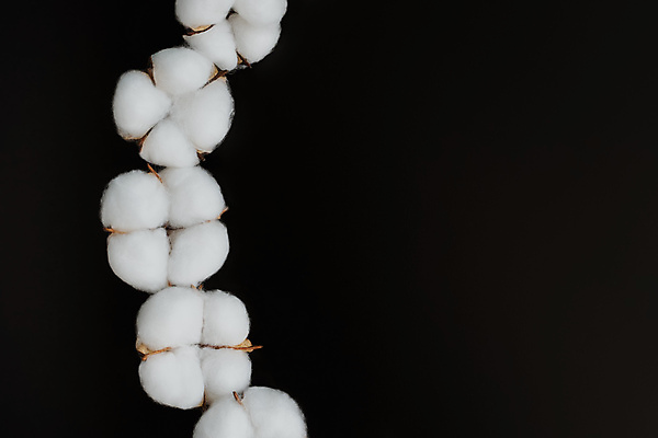 포토 JPG 해외이미지 검은배경 사람없음 면 오브젝트 유기농 부드러움 목화꽃 목화솜 카피스페이스 해외포토 웰빙 꽃 백그라운드 검은색 공백 감각 솜 파일형식 이미지허브